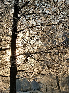 hielo, cristales de la nieve, congelados, nieve, Frost, árbol