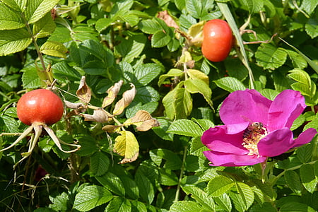 Rosa, abella, Rosa Mosqueta, flor, planta, flor, flor