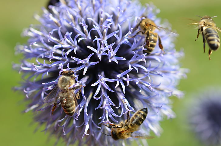 μέλισσες, άνθος, άνθιση, μωβ, το καλοκαίρι, λουλούδι, φυτό