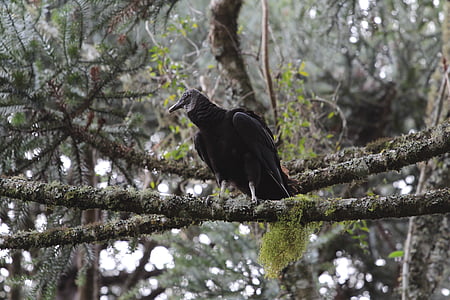 兀鹫, 鸟, 树干, 顶上, 森林, 黑色, 黑鸟