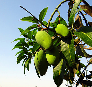 Mango, deformacija, kasno raste, zelena, voćnjak, Indija
