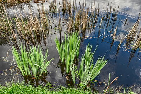 closeup, photo, green, leaf, plant, reeds, pond