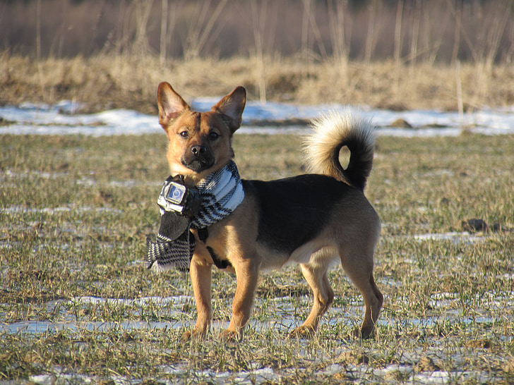 σκύλος, GoPro, φύση, cameradog, στέκεται, τώρα, τα αυτιά
