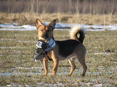 куче, GoPro, природата, cameradog, постоянен, далеч, ушите