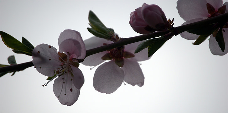 pêssego, flor, planta, madeira, Primavera, árvore de florescência