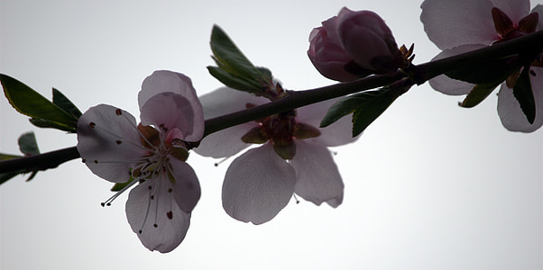 peach, flower, plant, wood, spring, flowering tree
