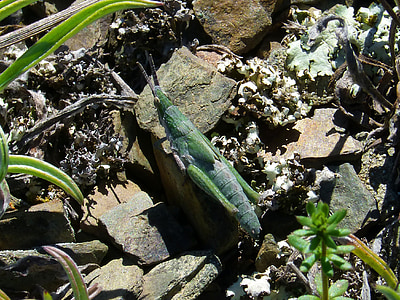 zelena kobilica, Jastog, členonožci