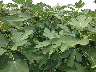 Fig tree, omogna fikon, fikonlöv, naturliga, botaniska, ekologisk, botanik