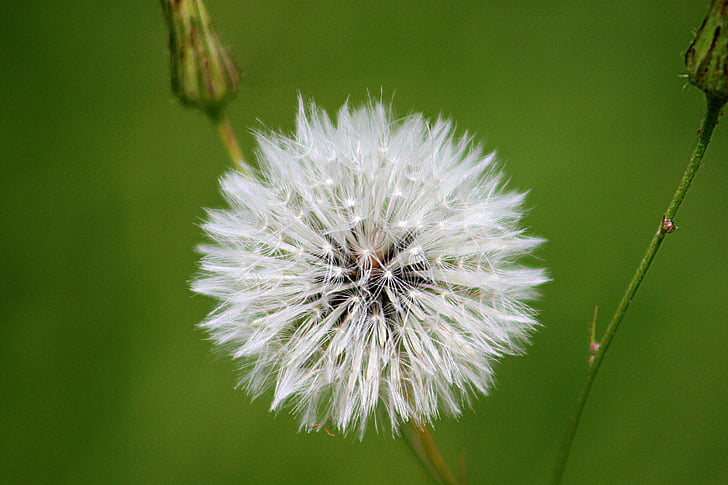 blowball, dandelion, flower, white, nature, seeds, plant