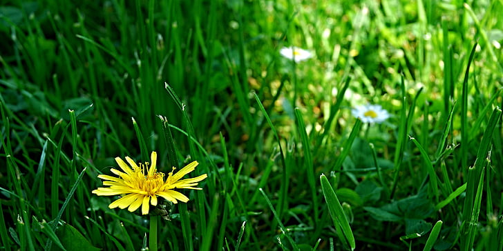 путь, фары, трава, свет, газон, Одуванчик, цветок