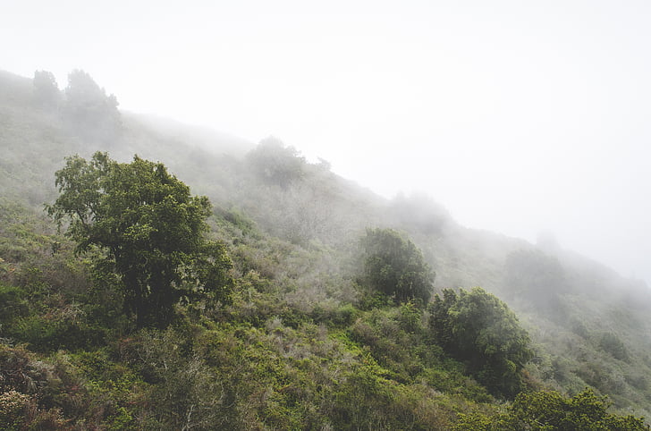 mountain, view, fog, tree, mists, fogging, nature