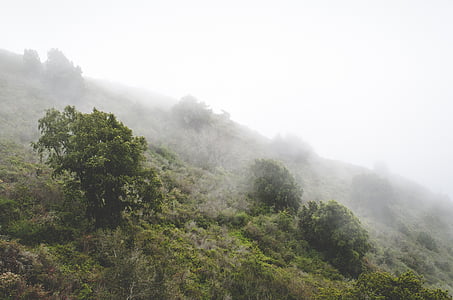 βουνό, Προβολή, ομίχλη, δέντρο, ομίχλη, θολώσει, φύση