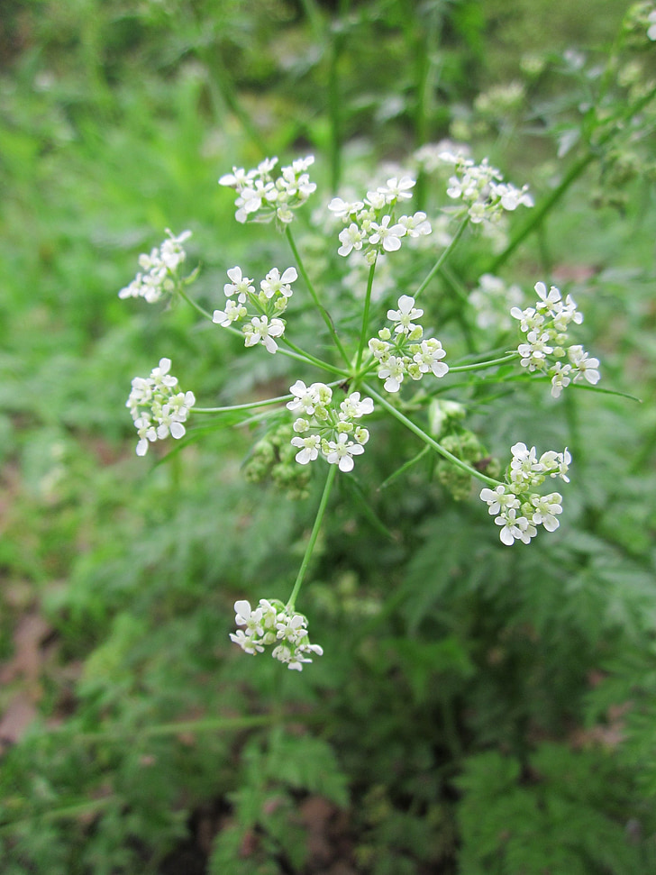 anthriscus sylvestris, cow parsley, wild chervil, wild beaked parsley, keck, queen anne's lace, mother-die