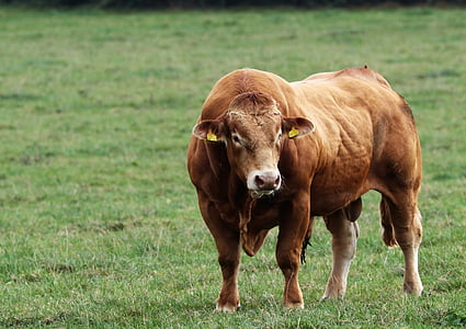 бык, крупный рогатый скот, животное, Корова, ферма, коричневый, трава