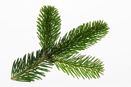 Abeto de Nordmann, Abeto, Navidad, rama, árbol de Navidad, decoración, Abeto verde