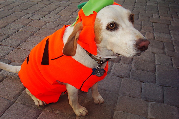 pumpkin costume, dog, portrait, cute, canine, looking, head