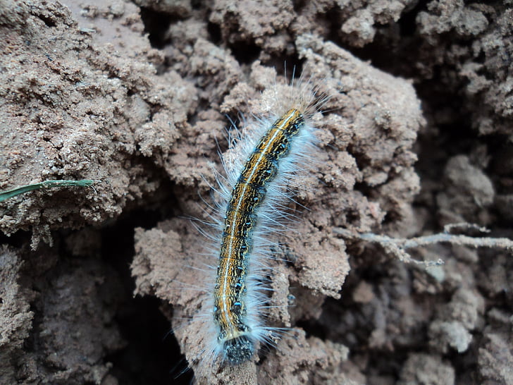 caterpillar, dirt, hairy, earth, ground, life, insect