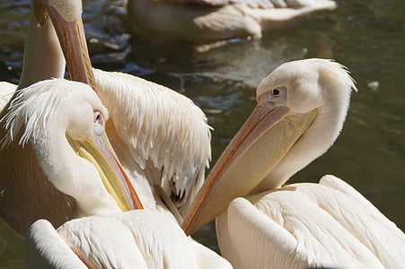 pelicans, bill, portrait, head, animal portrait, close, bird