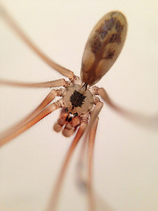 edderkop, makro, insekt, close-up, dyr, natur