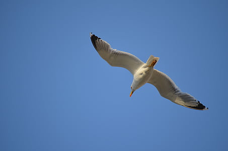 animal, bird, sea, seagull, sky, blue, flying
