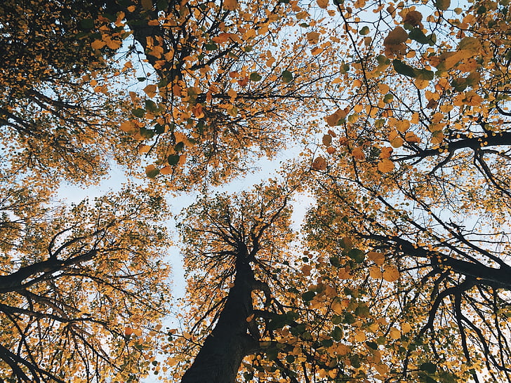 autumn, forest, leaves, nature, trees, worm's eye view, tree