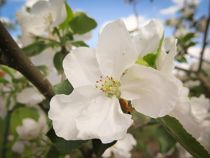 fiore di melo, albero di mele, Blossom, Bloom, bianco, natura, pianta