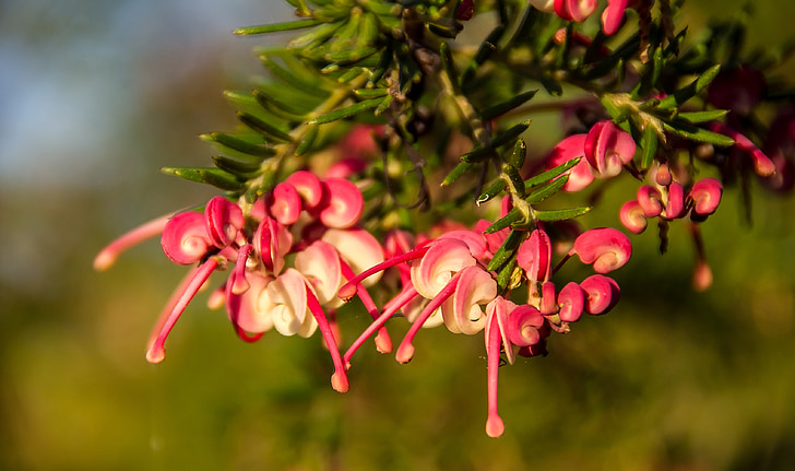 grevillea, flower, australian, native, pink, red, white