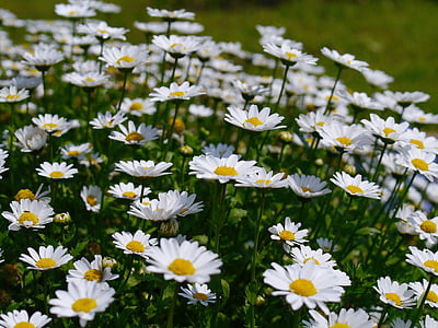 daisy, margaret, flowers, white, chrysanthemum, green, many
