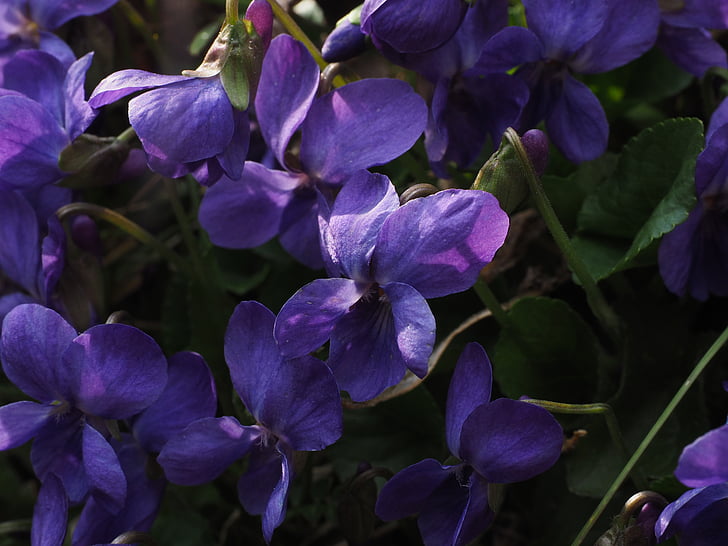 kvepianti Violetiniai, violetinė, gėlė, žiedų, žydėti, kvapioji našlaitė, kovo Violetiniai