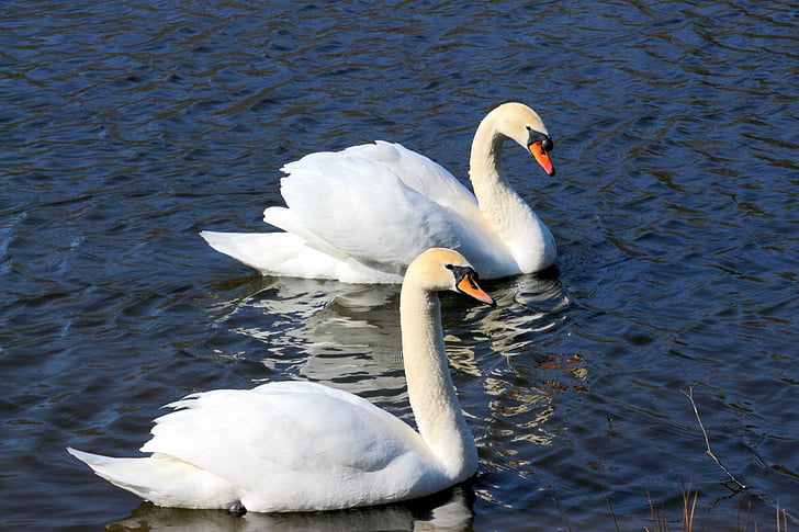 swans, stool swans, cygnus olor, duck bird, elegant, swim, beautiful