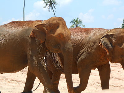 dramblys, Srilankan, Gamta, vaikų globos namų, Pinnawala, turizmo, gyvūnų