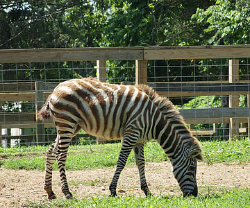 Zebra, vahşi, çizgili, yeme, hayvan, memeli, Afrika