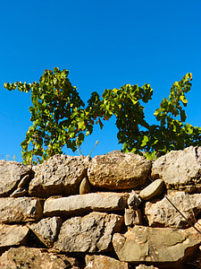 vineyard, wall, sky, vine