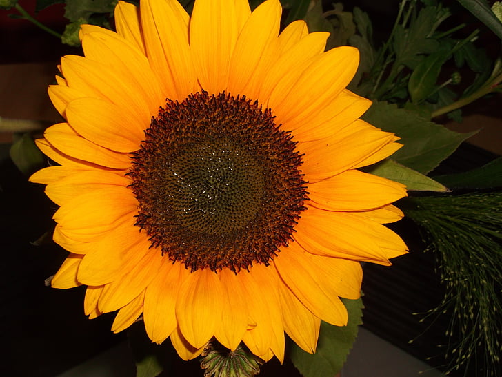 Sun flower, gul, makro, sommar, blomma, solros, naturen