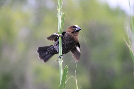 Weber fink, Krueger, ptica, Južna Afrika