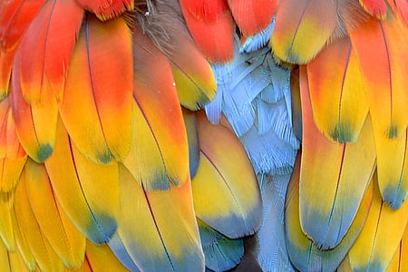 spring, parrot, parrot feathers, ara, colorful, color, plumage
