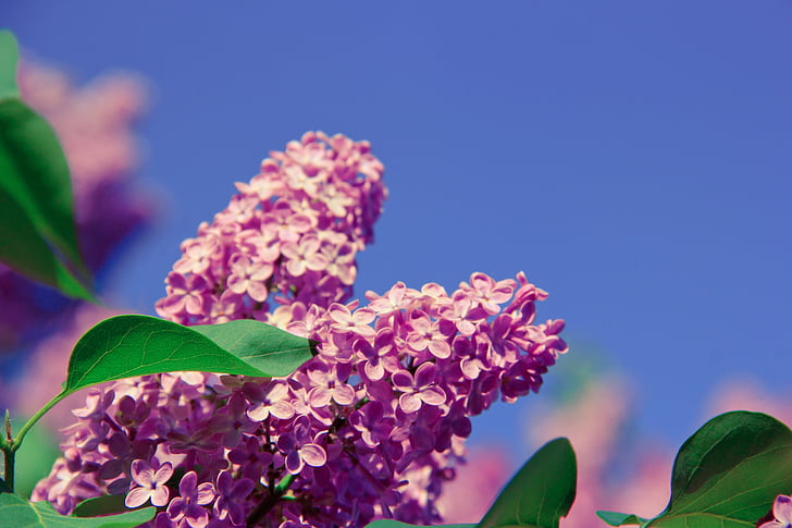 flor, aroma de, olor, natura, primavera, salut, fresc