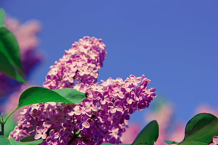 blomst, aroma, lugt, natur, forår, sundhed, frisk