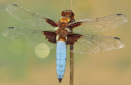 blå, tailed, hulske, insekter, Dragonfly, makro, insekt