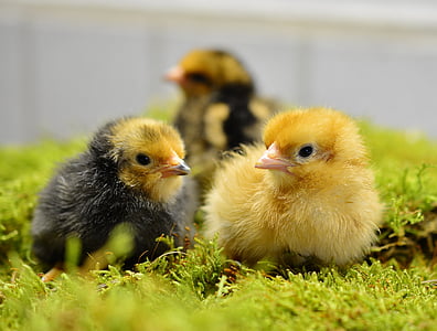 chicks, hatched, fluff, fluffy, eggshell, poultry, chicken