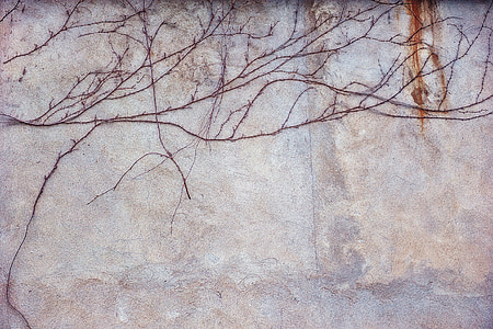climber, ivy, wall, weathered, plant, old, structure