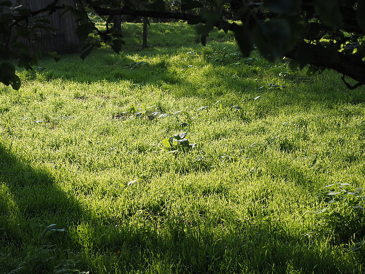 meadow, grass, rush, morgentau