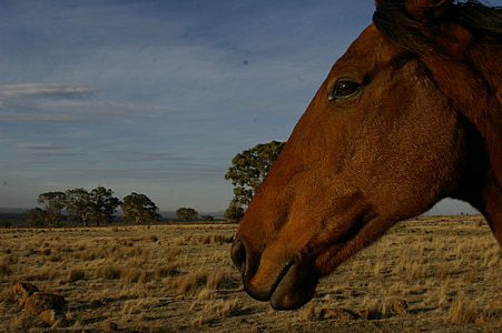 Koń, gospodarstwa, zwierząt, obszarów wiejskich, pastwiska, u koni, kraj
