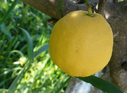 lemon, tree, nature, food, fruit, sour, freshness