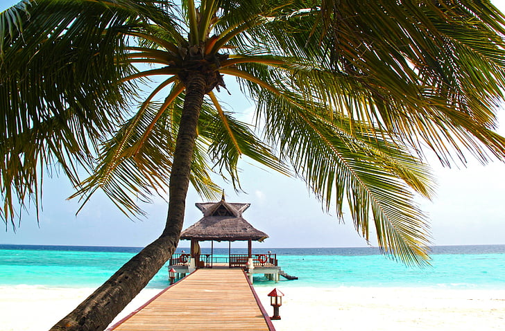 плаж, Красив, синьо, чиста вода, крайбрежие, брегова линия, кокосово