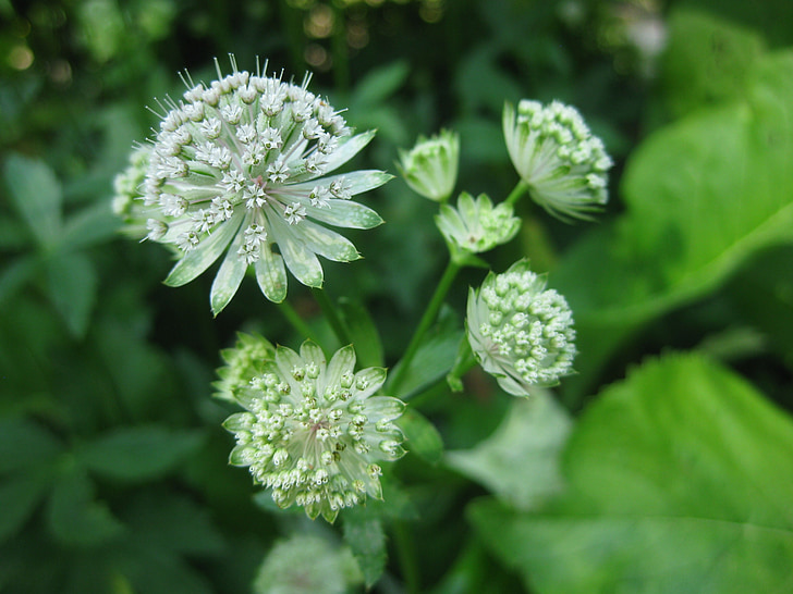 květ, Bloom, bílá, závod, květiny
