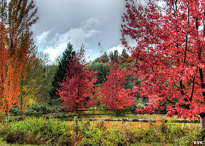 landskap, pulserande, röd, träd, hösten, gul