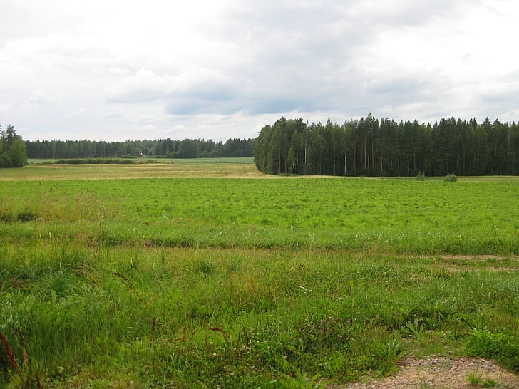 musim panas, pemandangan, hutan, bidang, langit, hijau, Finlandia