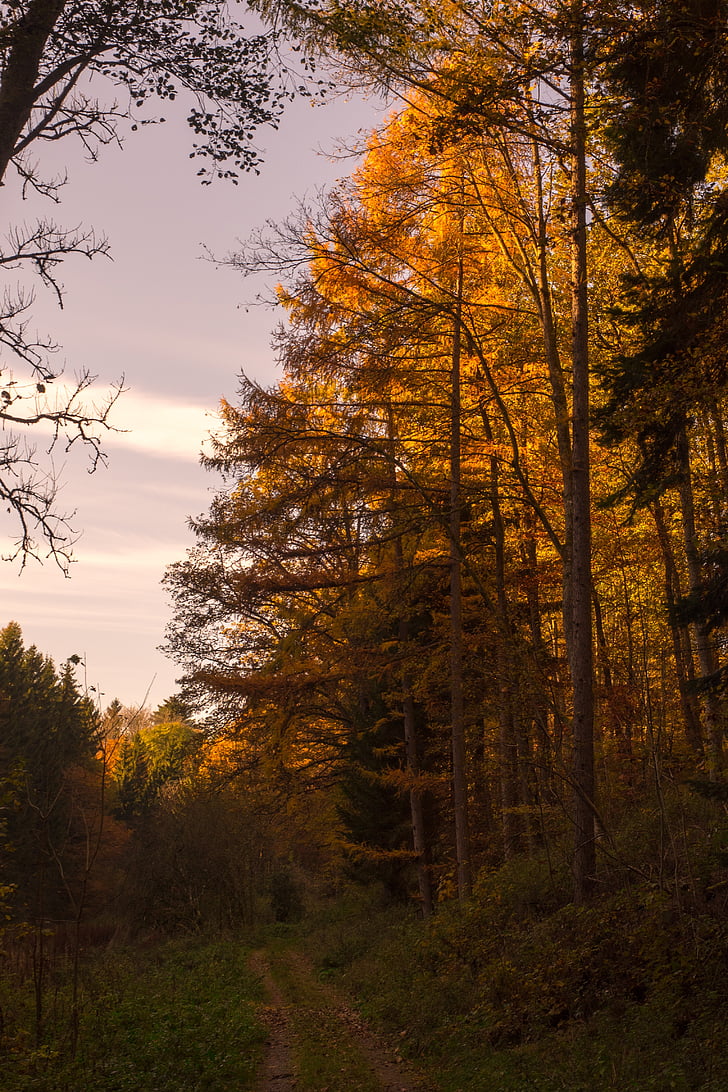 podzim, Les, listy, slunce, zadní světlo, stromy, Příroda