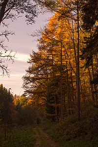autumn, forest, leaves, sun, back light, trees, nature